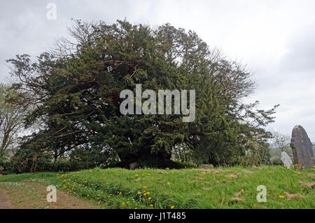 Die Ashbrittle Eibe in Ashbrittle, Somerset wird gedacht, um über 3.000 Jahre alt sein Stockfoto