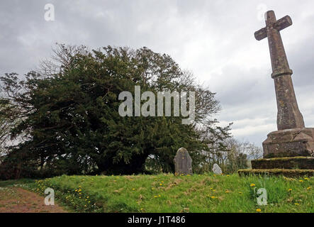 Die Ashbrittle Eibe in Ashbrittle, Somerset wird gedacht, um über 3.000 Jahre alt sein Stockfoto