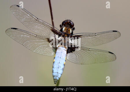 Eine männliche breiten Bodied Chaser liegt zwischen den Mahlzeiten und saugt in der Sonne. Stockfoto