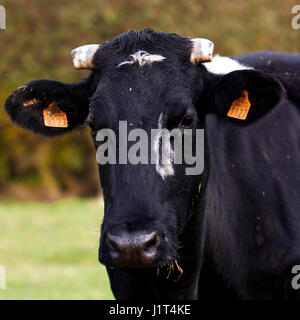 schwarze und weiße Kuh-Kopf in einem Feld Stockfoto