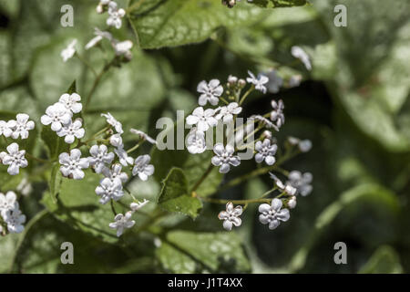 Brunnera Macrophylla 'Herr Morse' Stockfoto