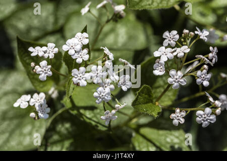 Brunnera macrophylla „ Mr Morse “ Sibirischer Bugloss Stockfoto