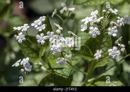 Brunnera Herr Morse sibirischen Bugloss Stockfoto