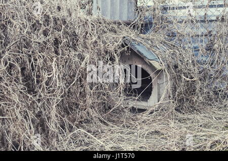 Leere aufgegeben mit trockenem Unkraut überwucherten Hundehütte Stockfoto