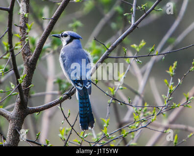 Blue Jay [Cyanocitta cristata] thront auf Ast. Central Park, NYC. Stockfoto