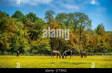 Pferde, die ruhig grasen auf einer Wiese von Butterblumen auf einem Bauernhof in Maryland im Frühjahr Stockfoto