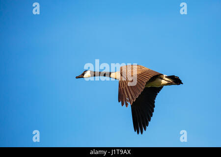 Einzelne Kanadagans (Branta Canadensis) fliegen in einen blauen Himmel Stockfoto