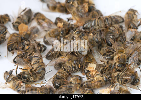 Closeup Gruppe von tote Biene isoliert auf weißem Hintergrund Stockfoto