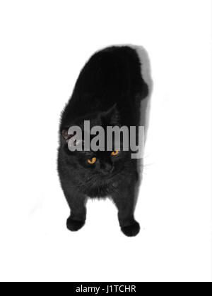 Schwarze Katze erschossen von oben isoliert auf weißem Hintergrund Stockfoto