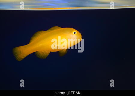 Gelbe Clown Grundel (Gobiodon Okinawae) in Japan Stockfoto