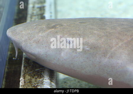 Tawny Ammenhai (Nebrius Ferrugineus) in Japan Stockfoto