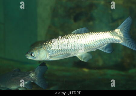 Graskarpfen (Ctenopharyngodon Idellus) in Japan Stockfoto