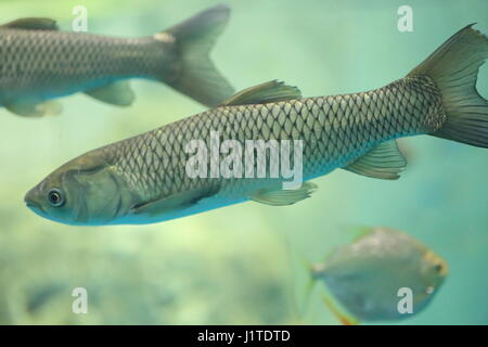 Graskarpfen (Ctenopharyngodon Idellus) in Japan Stockfoto