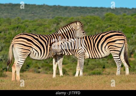 Zwei Burchell's Zebra (Equus quagga burchellii), im Grünland, Addo Nationalpark, Eastern Cape, Südafrika, Afrika Stockfoto