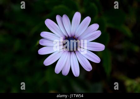Hell-lila daisy flower am Nachmittag Schatten Stockfoto