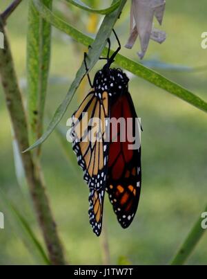 Monarch-Schmetterling seine Flügel trocknen, nach dem Austritt aus seiner Puppe Stockfoto