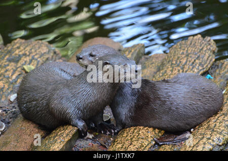 Entzückende Paar kuscheln Fischotter sitzen zusammen auf einer Log-Brücke. Stockfoto