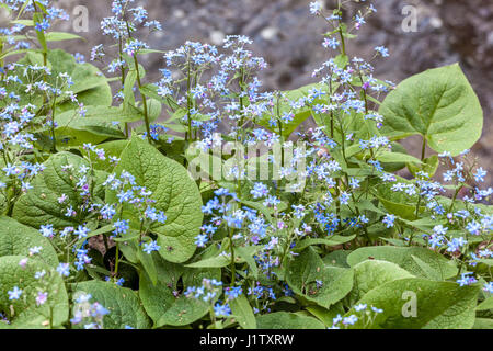 Brunnera macrophylla Blue Flowers hinterlässt Sibirischer Bugloss Brunnera Spring Garden April Border Flowering Plant Blooming Stockfoto