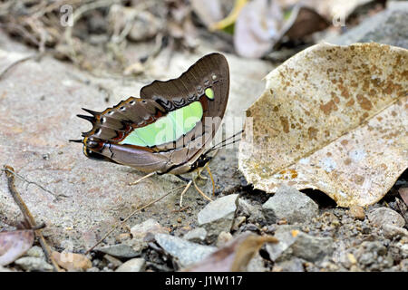 Die schnelles Fliegen gemeinsame Nawab Schmetterling (Polyura athamas) trinken aus einem feuchten Flecken auf dem Boden des forset in westlichen Thailand Stockfoto