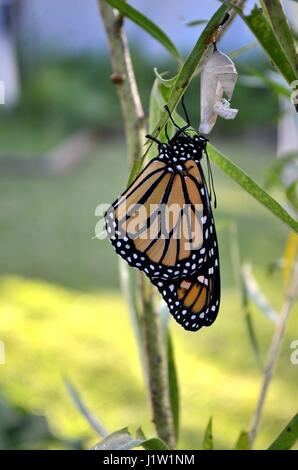 Monarch-Schmetterling seine Flügel trocknen, nach dem Austritt aus seiner Puppe Stockfoto