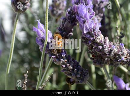 Bienen sammeln Nektar und Pollen aus den Blüten der Lavendelpflanze in einem vorstädtischen Garten Stockfoto