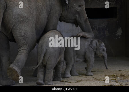 Madrid, Spanien. 21. April 2017. Baby weiblichen Sumatra Elefanten (Elephas Maximus Sumatranus), die am 21. März 2017 mit einem Gewicht von 80 Kilogramm nach 21 Monaten der Schwangerschaft kam, haben die einen Monat des Lebens bei bester Gesundheit, nach der Madrid Tierpfleger erreicht. Bildnachweis: Pazifische Presse/Alamy Live-Nachrichten Stockfoto