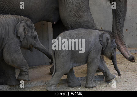 Madrid, Spanien. 21. April 2017. Baby weiblichen Sumatra Elefanten (Elephas Maximus Sumatranus), die am 21. März 2017 mit einem Gewicht von 80 Kilogramm nach 21 Monaten der Schwangerschaft kam, haben die einen Monat des Lebens bei bester Gesundheit, nach der Madrid Tierpfleger erreicht. Bildnachweis: Pazifische Presse/Alamy Live-Nachrichten Stockfoto