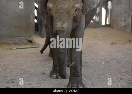 Madrid, Spanien. 21. April 2017. Baby weiblichen Sumatra Elefanten (Elephas Maximus Sumatranus), die am 21. März 2017 mit einem Gewicht von 80 Kilogramm nach 21 Monaten der Schwangerschaft kam, haben die einen Monat des Lebens bei bester Gesundheit, nach der Madrid Tierpfleger erreicht. Bildnachweis: Pazifische Presse/Alamy Live-Nachrichten Stockfoto