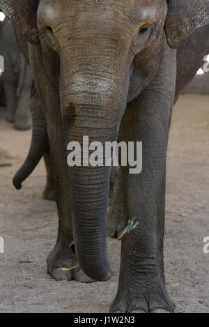 Madrid, Spanien. 21. April 2017. Baby weiblichen Sumatra Elefanten (Elephas Maximus Sumatranus), die am 21. März 2017 mit einem Gewicht von 80 Kilogramm nach 21 Monaten der Schwangerschaft kam, haben die einen Monat des Lebens bei bester Gesundheit, nach der Madrid Tierpfleger erreicht. Bildnachweis: Pazifische Presse/Alamy Live-Nachrichten Stockfoto