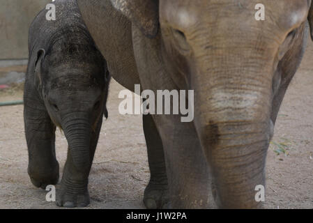 Madrid, Spanien. 21. April 2017. Baby weiblichen Sumatra Elefanten (Elephas Maximus Sumatranus), die am 21. März 2017 mit einem Gewicht von 80 Kilogramm nach 21 Monaten der Schwangerschaft kam, haben die einen Monat des Lebens bei bester Gesundheit, nach der Madrid Tierpfleger erreicht. Bildnachweis: Pazifische Presse/Alamy Live-Nachrichten Stockfoto