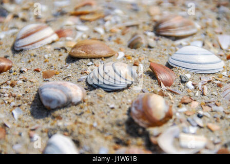 Makroaufnahme von roten, blauen und braunen Muscheln im sand Stockfoto