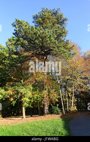 Herbstfarben im Tilgate Park, West Sussex Stockfoto