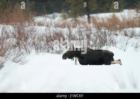 Elch / Elch (Alces Alces), junger Stier im Winter, Wandern durch den Tiefschnee über ein Clearing, größere Yellowstone-Gebiet, Wyoming, USA. Stockfoto