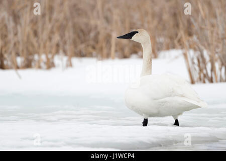 Trompeter Schwan / Trompeterschwan (Cygnus Buccinator) im Winter, stehend auf einem zugefrorenen Fluss vor Schilf, Grand Teton National Park, USA. Stockfoto