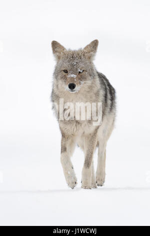 Kojote / Kojote (Canis Latrans), Erwachsene im winter, Wandern im Schnee direkt in Richtung der Fotograf, niedrige Sicht, Yellowstone NP, Wyoming, USA Stockfoto