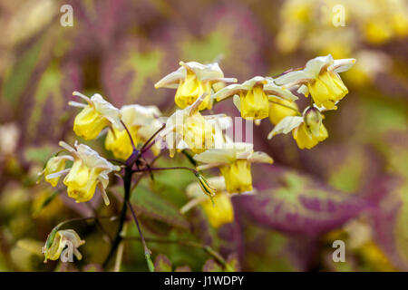 Epimedium versicolor 'Sulphureum' Barrenwort auffällige Blüten Stockfoto