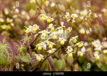 Die epimedium Versicolor ulphureum', Barrenwort Stockfoto