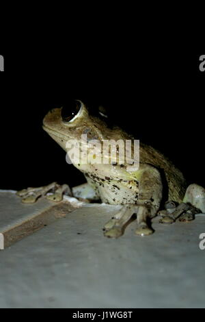 Green Tree Frog auf der Suche nach Nahrung in Britische Jungferninseln Karibik Stockfoto