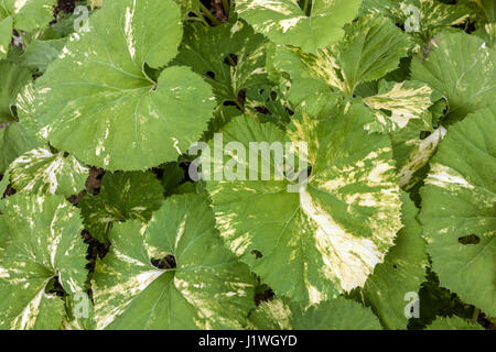 Große Blätter des japanischen Riesenbutterbans, Petasites japonicus giganteus 'Variegata', japanischer Butterbur, Sweet coltsfoot, Fuki, Bog Rhubarb Nishiki-buki Stockfoto