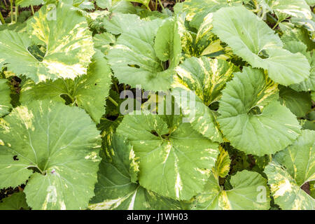 Japanische Riesenbutterbur große Blätter Pflanze, Petasites japonicus 'Variegata' Stockfoto