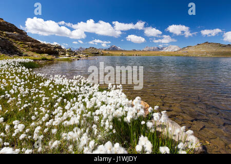 Blüte von eriophores (Baumwollgras) am Bergsee. Les Gardioles. Vallée de la Clarée. Hautes Alpes. Frankreich. Europa. Stockfoto