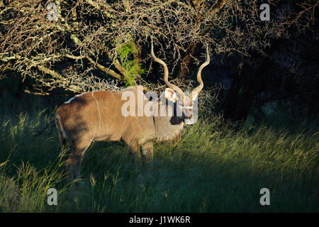 Großen männlichen Kudu Antilope (Tragelaphus Strepsiceros) im natürlichen Lebensraum, Südafrika Stockfoto