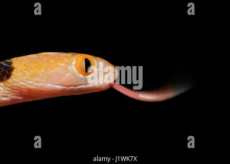 Porträt einer östlichen Tiger Schlange (Telescopus Semiannulatus) auf schwarz, Südafrika Stockfoto