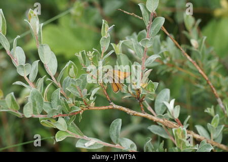 Thymelicus sylvestris Stockfoto