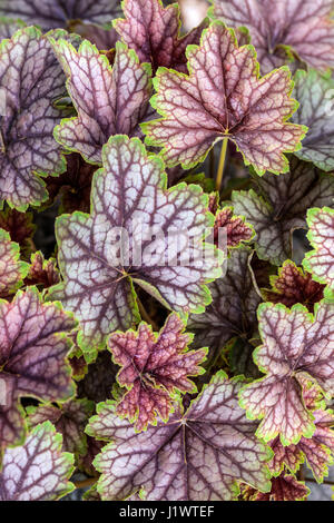 Heuchera „Schönheit der Farbe“ Heuchera Blätter silbrig lila Blatt geädert Hardy April Laub Perennial Garden Spring Stockfoto