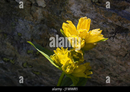 Alpenblume Gentiana Punctata (Spotted Enzian) mit Rock als Hintergrund. Hintergrundbeleuchtung erschossen, Aosta-Tal Stockfoto