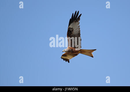 Rotmilan Milvus Milvus im Flug gegen blauen Himmel Stockfoto