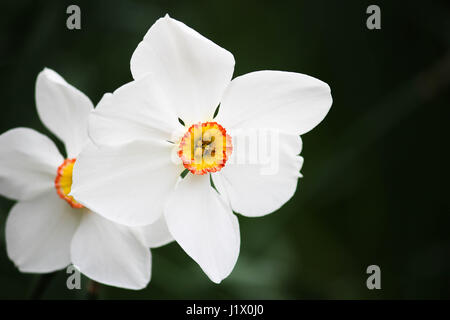 Weiße Narzisse Blüte Stockfoto