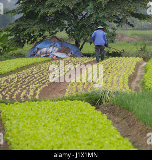 Gartenarbeit Dong Trieu Stockfoto