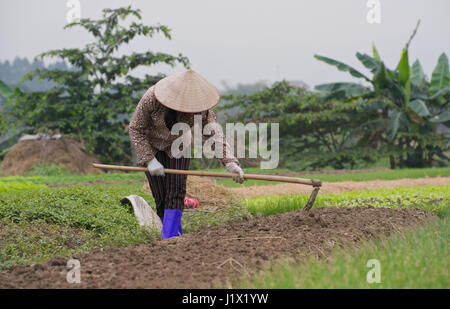 Gartenarbeit Dong Trieu Stockfoto